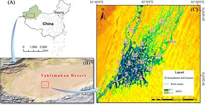 Influence of surface water and groundwater on functional traits and trade-off strategies of oasis communities at the end of the Keriya River, China